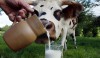 Как выбрать качественное и полезное молоко